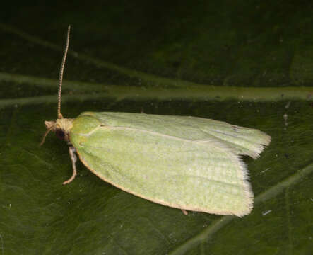 Image of green oak tortrix