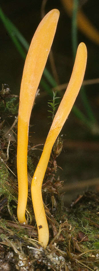 Clavulinopsis luteoalba (Rea) Corner 1950 resmi