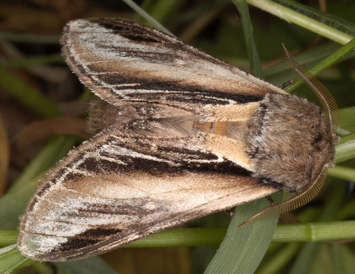 Image of Greater Swallow Prominent