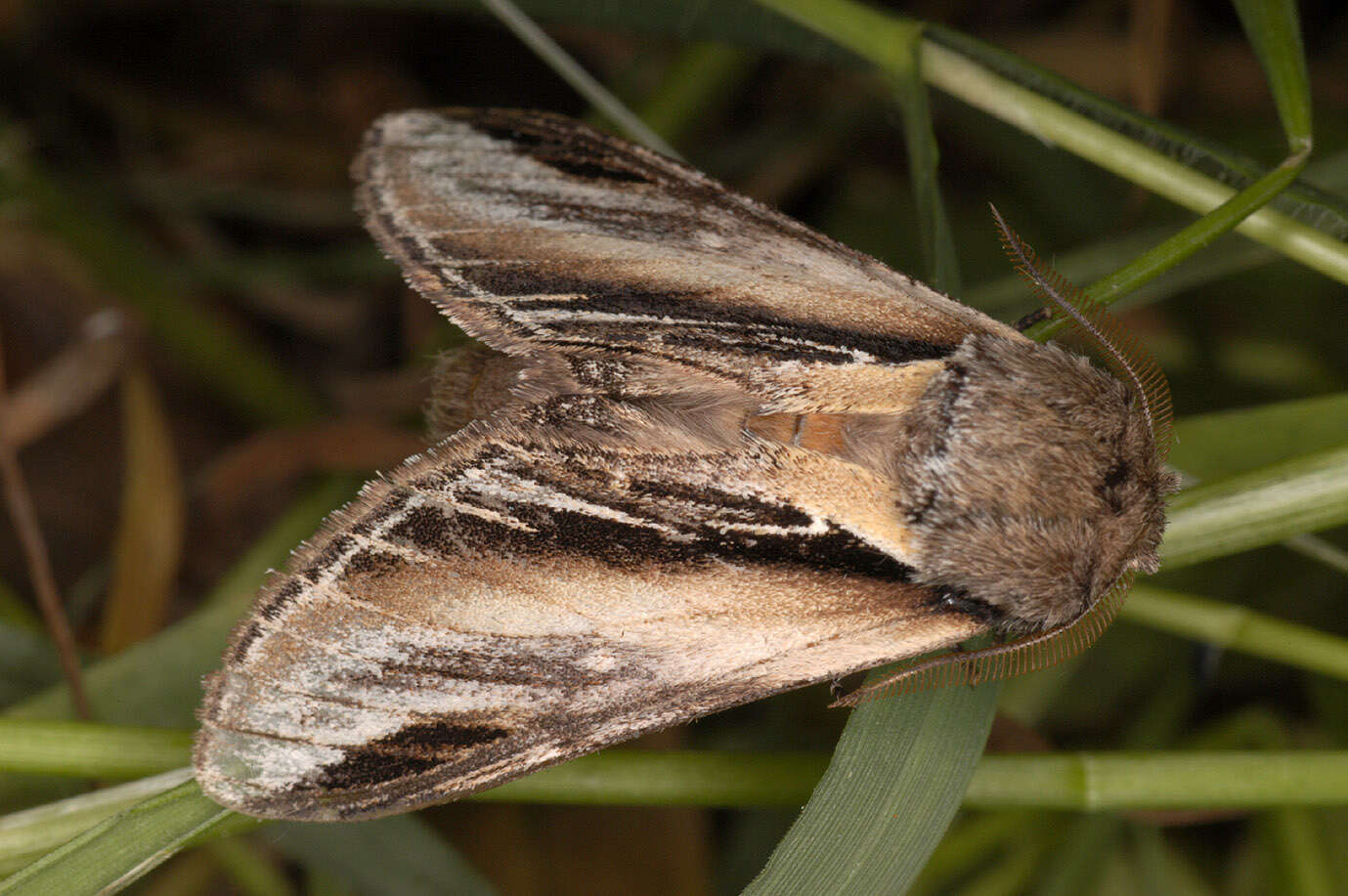 Image of Greater Swallow Prominent