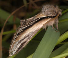 Image of Greater Swallow Prominent