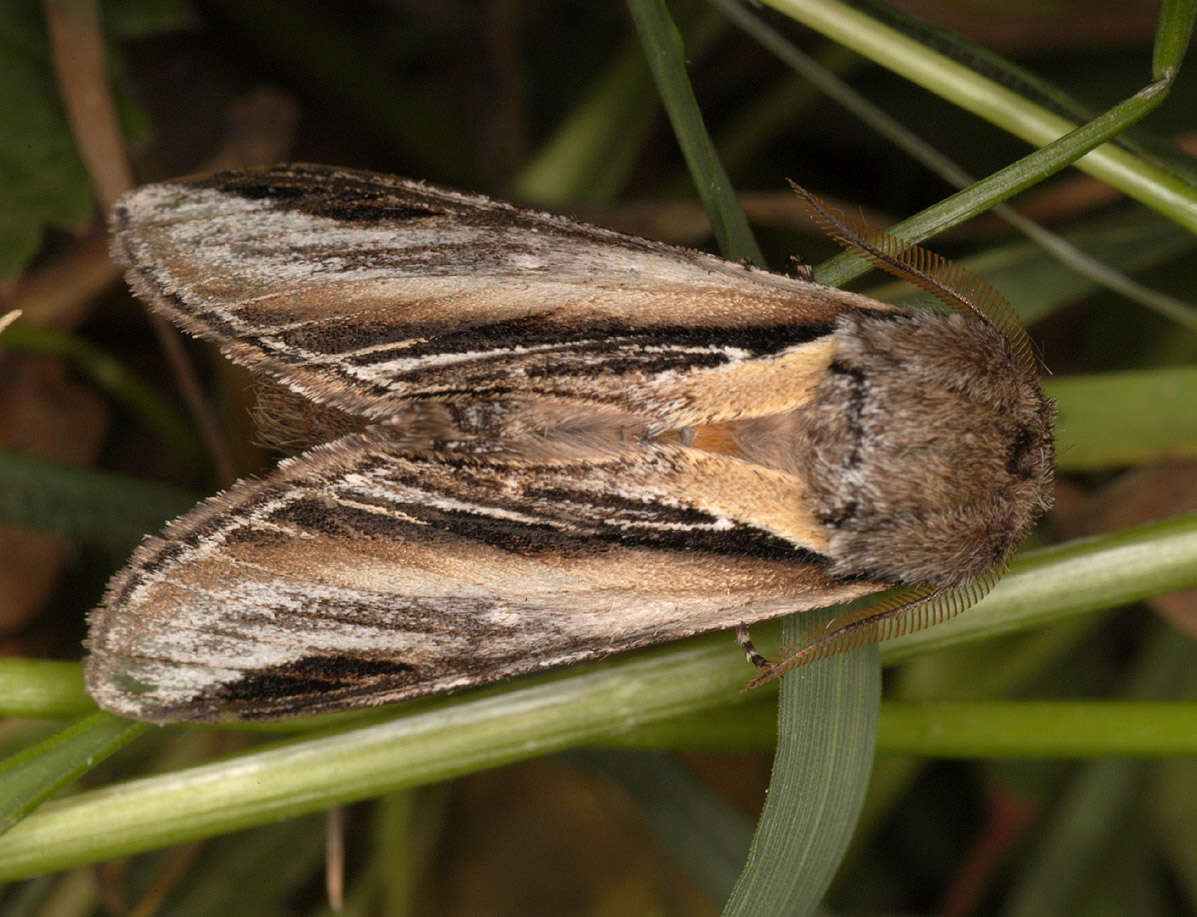 Image of Greater Swallow Prominent