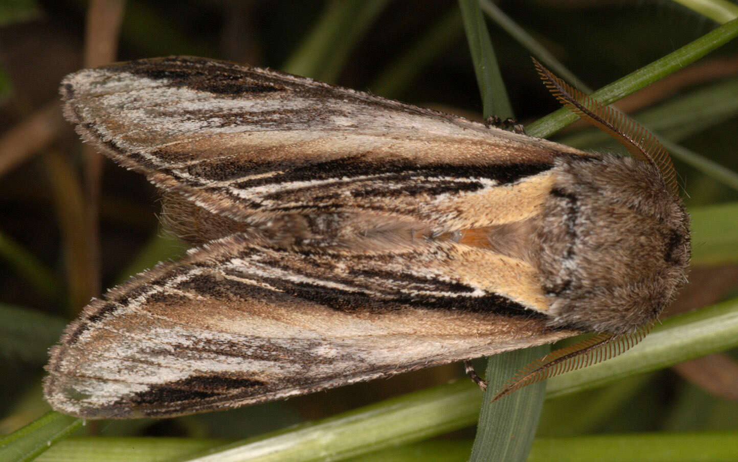 Image of Greater Swallow Prominent