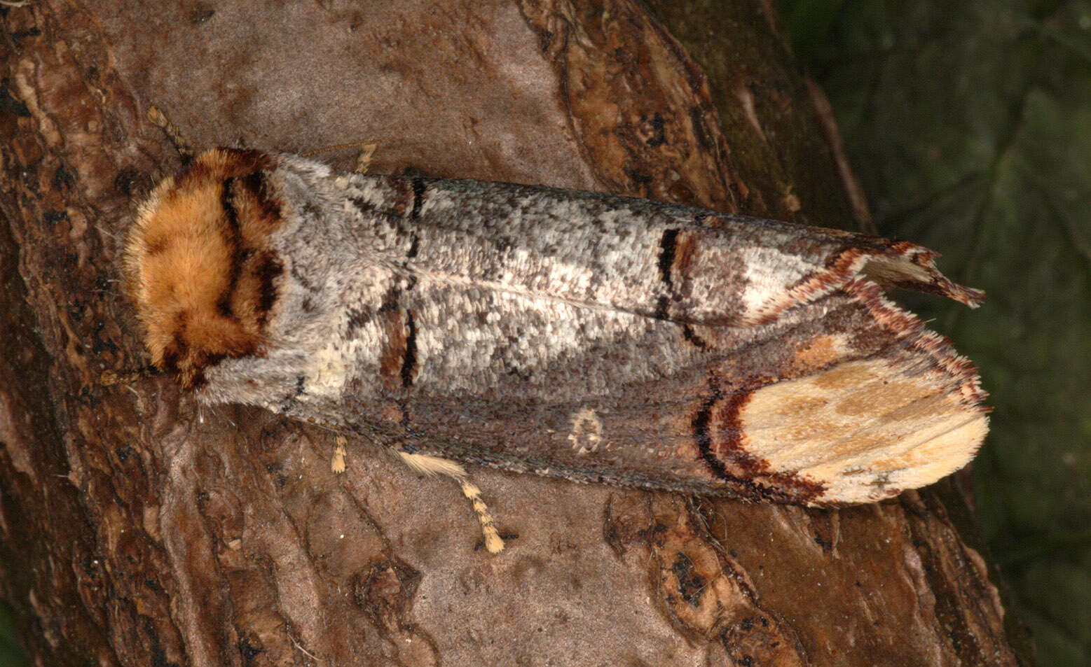 Image of Buff-tip