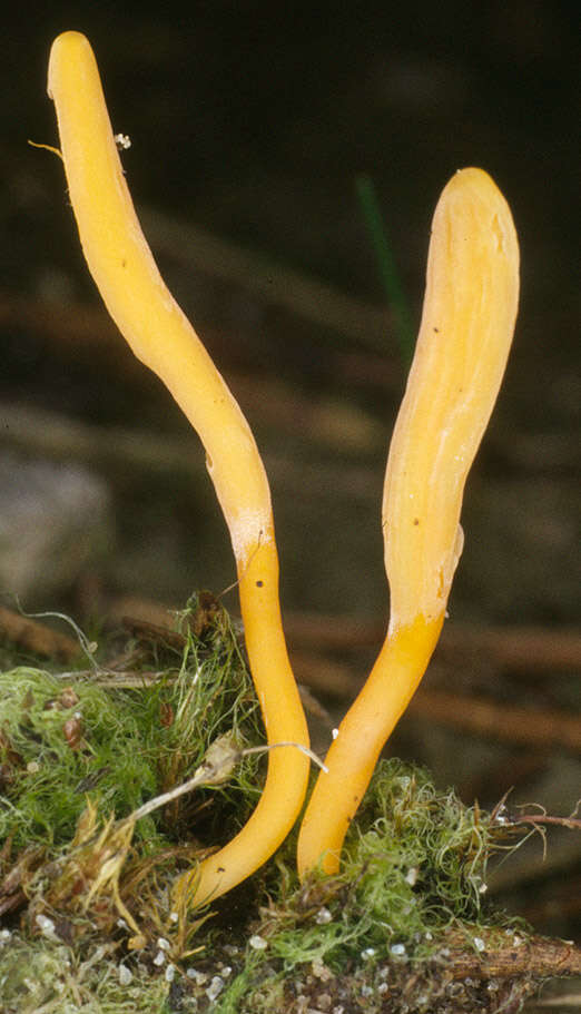 Clavulinopsis luteoalba (Rea) Corner 1950 resmi