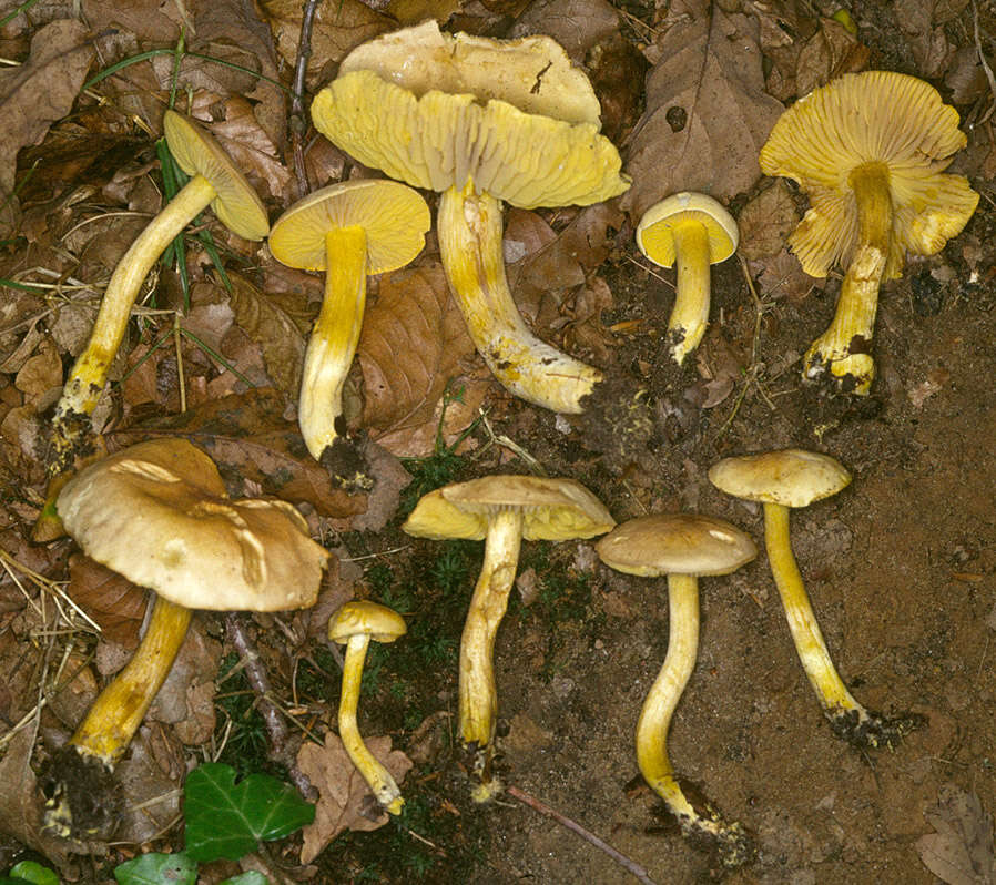 Image of Gas agaric