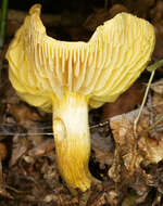 Image of Gas agaric