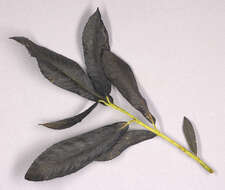 Image of purple willow