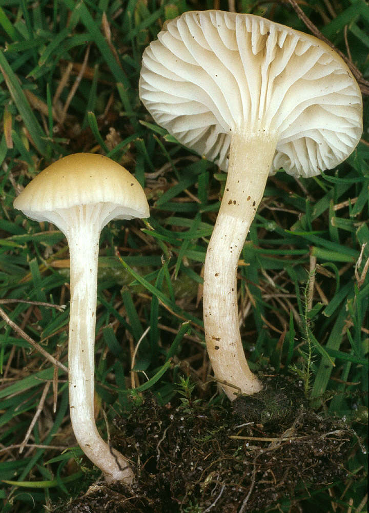 Слика од Hygrocybe russocoriacea (Berk. & T. K. Mill.) P. D. Orton & Watling 1969