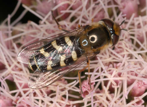 Imagem de Scaeva pyrastri (Linnaeus 1758)