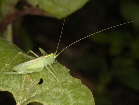 Image of Drumming Katydid