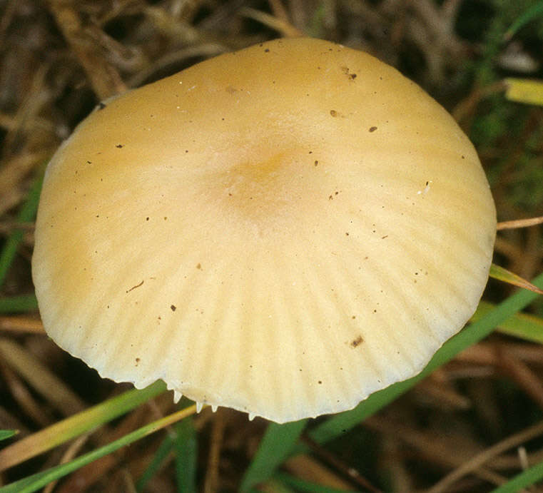 Слика од Hygrocybe russocoriacea (Berk. & T. K. Mill.) P. D. Orton & Watling 1969