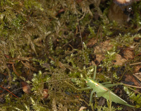 Image of Drumming Katydid