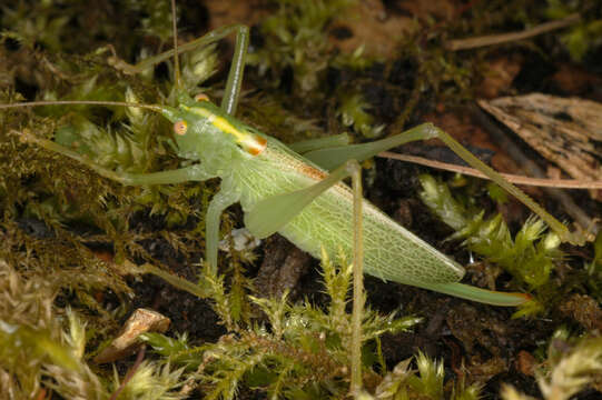 Image of Drumming Katydid