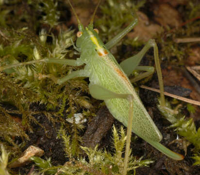 Image of Drumming Katydid