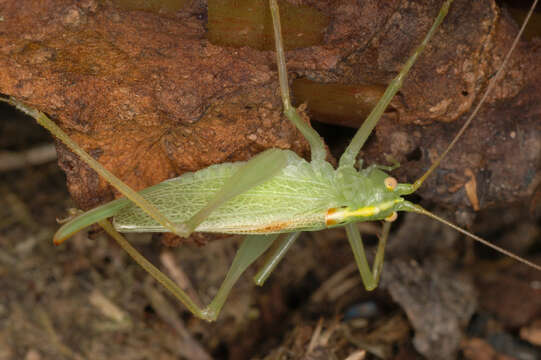 Image of Drumming Katydid