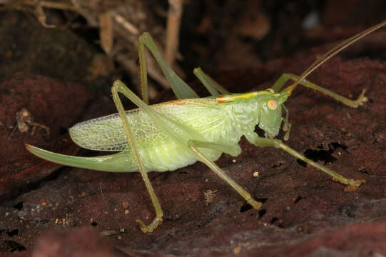 Image of Drumming Katydid