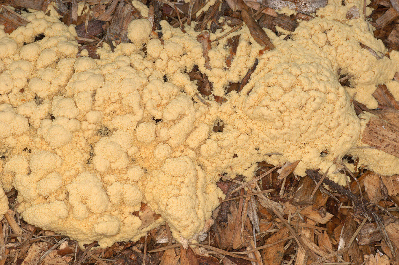 Image of Dog vomit slime mold