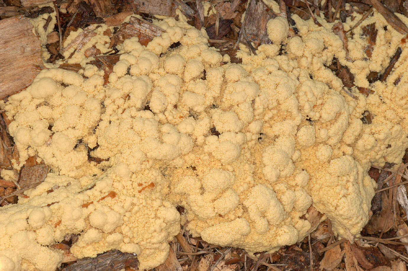 Image of Dog vomit slime mold