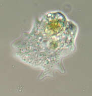 Image of Amoebidae