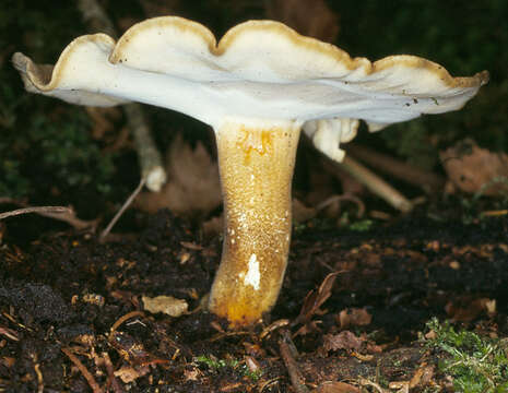 Image of Lentinus substrictus (Bolton) Zmitr. & Kovalenko 2016