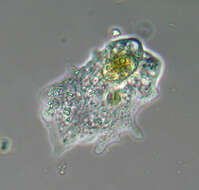 Image of Amoebidae