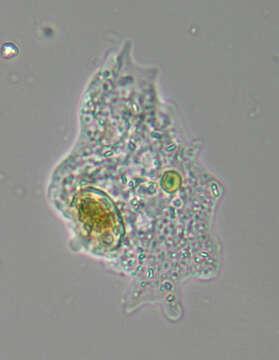 Image of Amoebidae