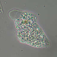 Image of Amoebidae