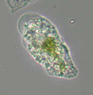 Image of Amoebidae