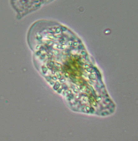 Image of Amoebidae