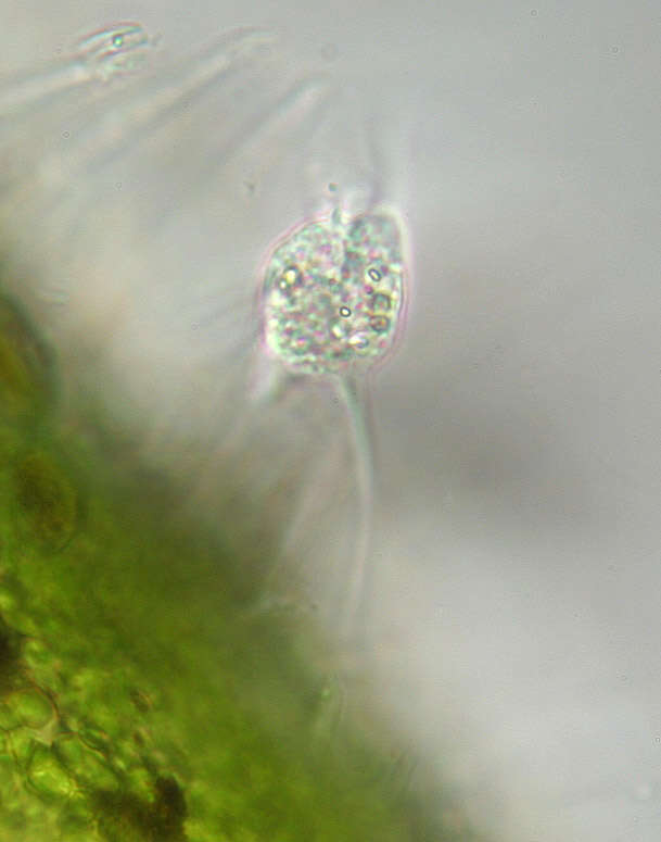 Image of Amoebidae