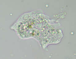 Image of Amoebidae