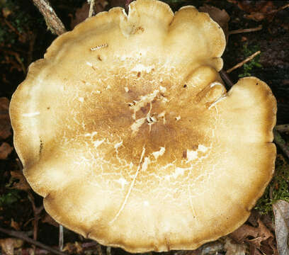 Image of Lentinus substrictus (Bolton) Zmitr. & Kovalenko 2016