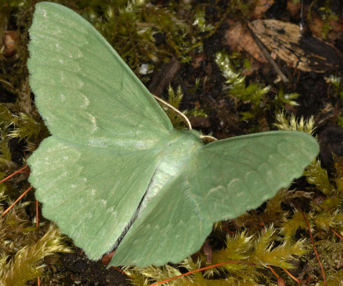 Imagem de Geometra papilionaria Linnaeus 1758