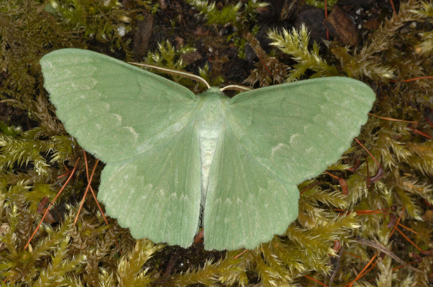 Imagem de Geometra papilionaria Linnaeus 1758