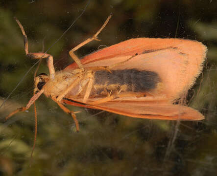 Image of rosy footman