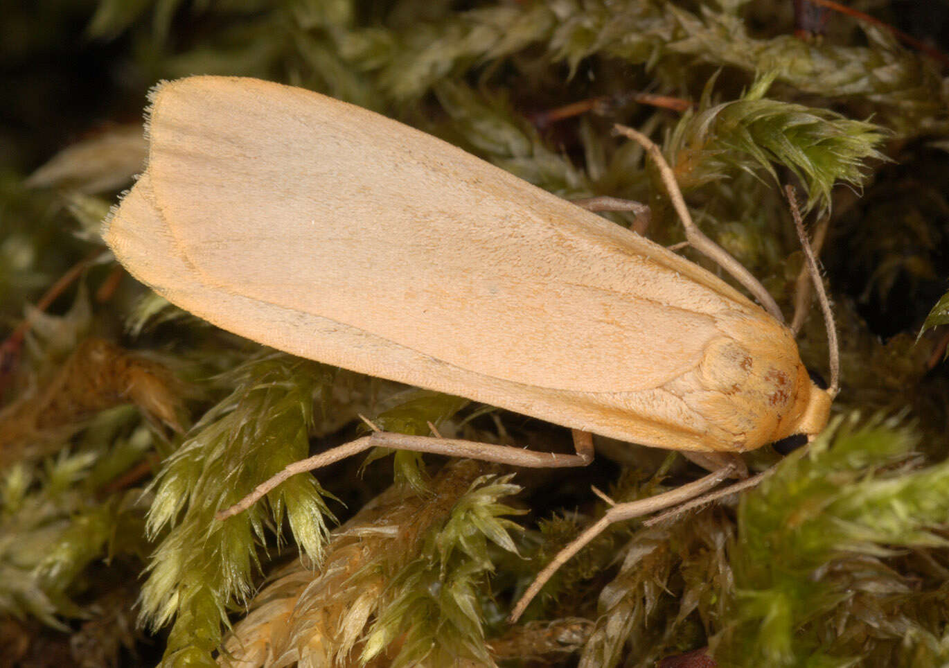 Image of buff footman