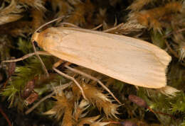 Image of buff footman