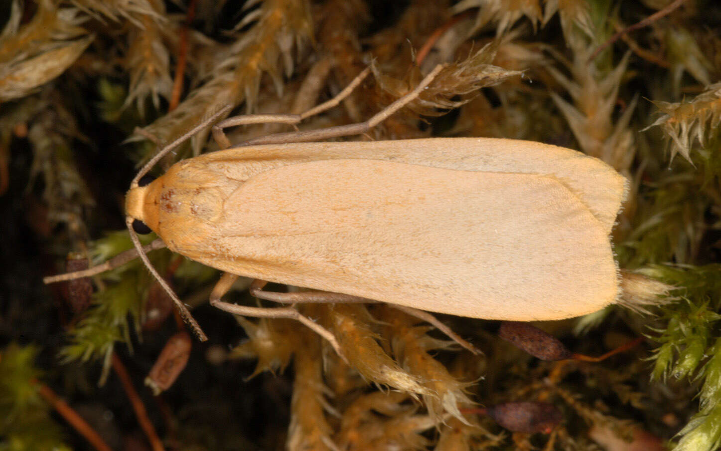 Image of buff footman