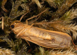 Image of buff footman