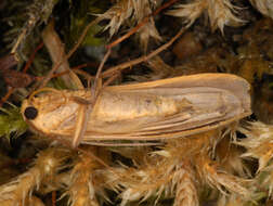 Image of buff footman