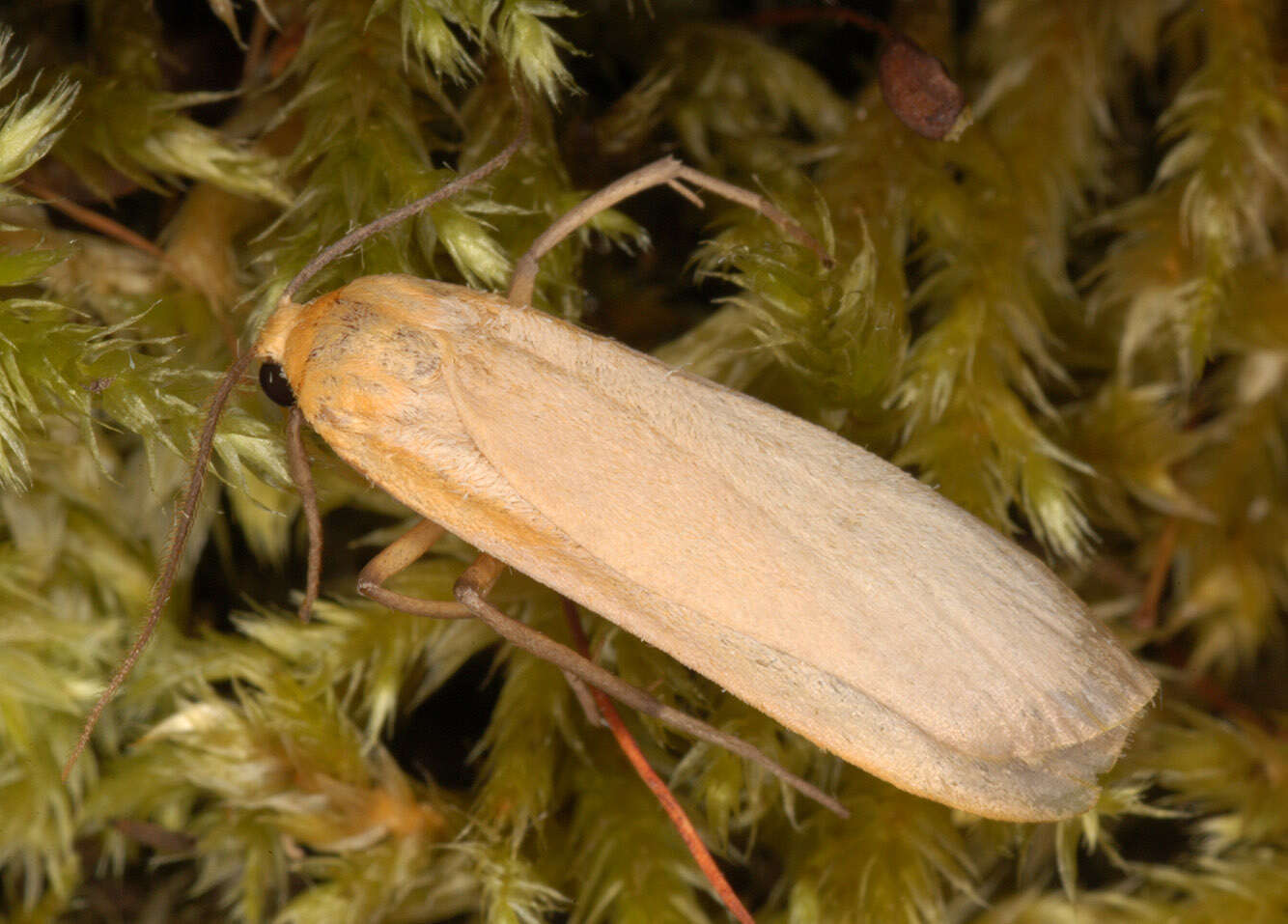 Image of buff footman