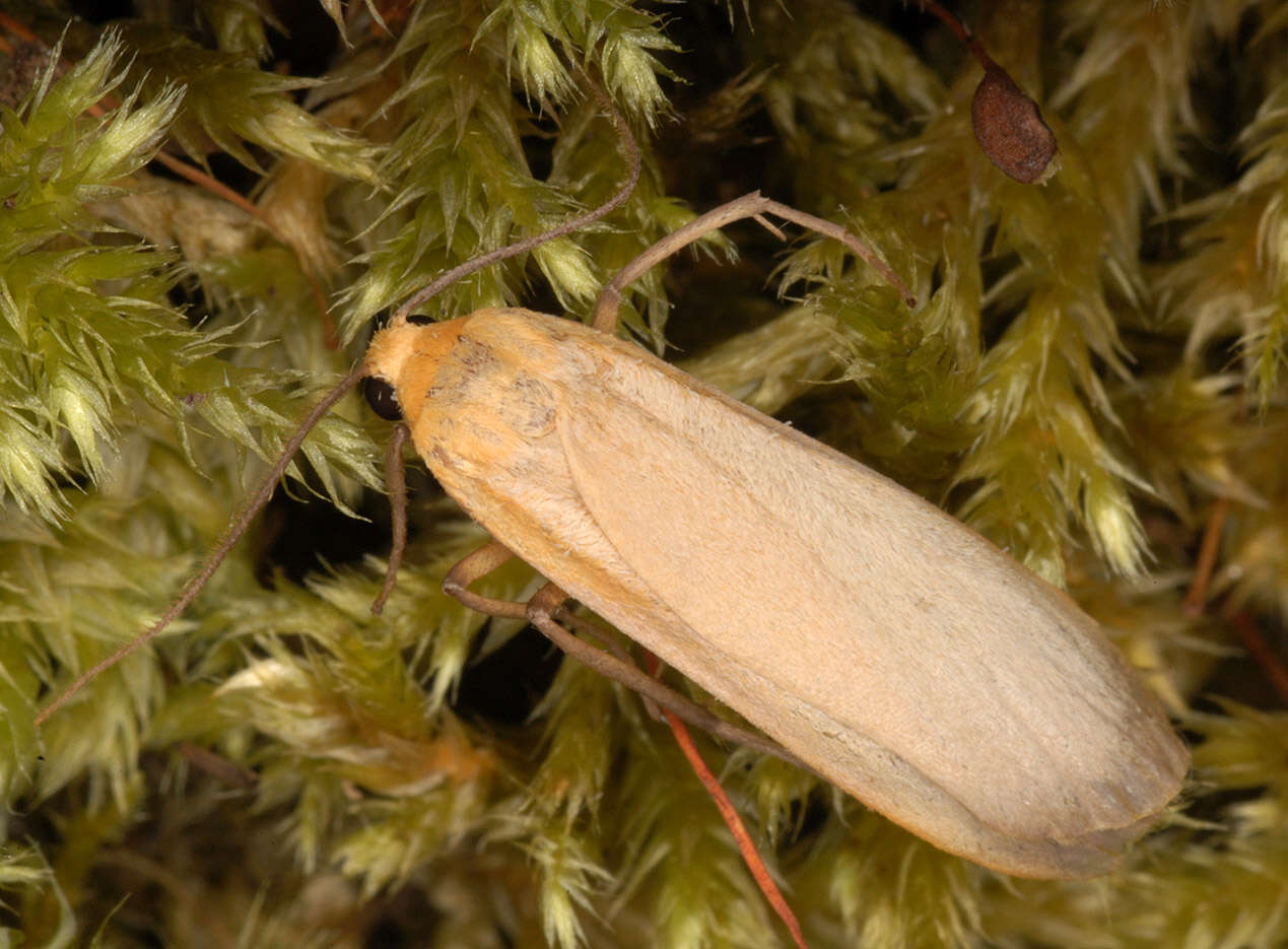 Image of buff footman