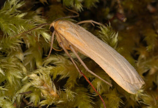 Image of buff footman