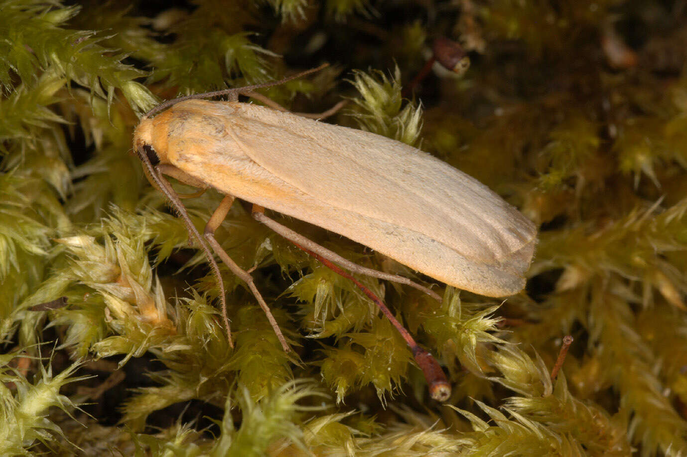 Image of buff footman