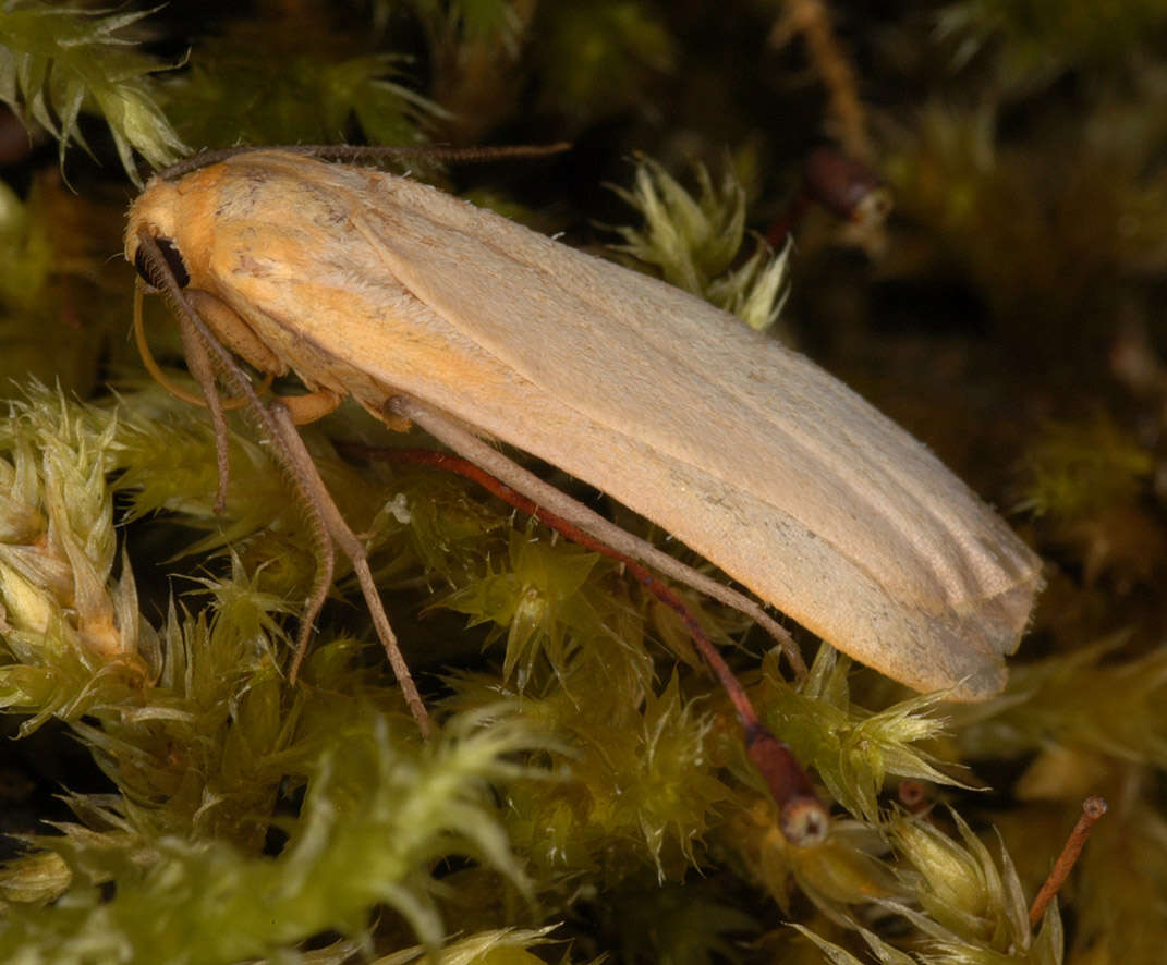 Image of buff footman