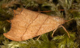 Image of scalloped hook-tip