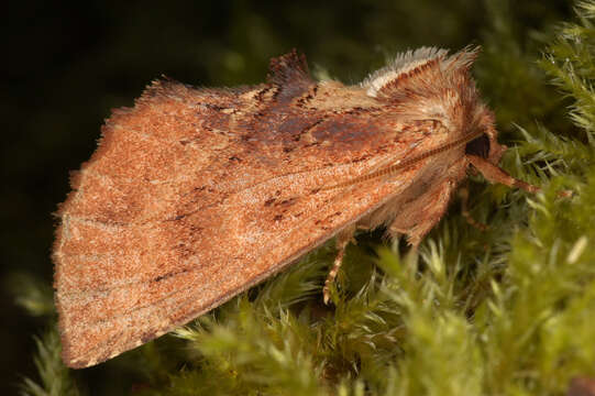 Image of Coxcomb Prominent