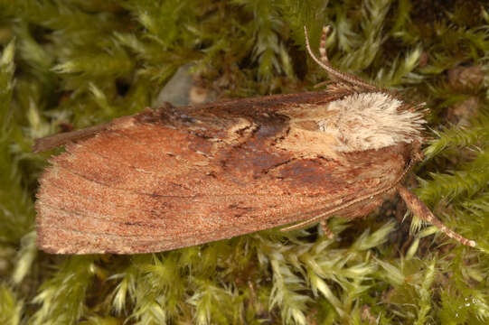 Image of Coxcomb Prominent