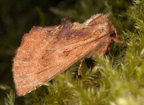 Image of Coxcomb Prominent